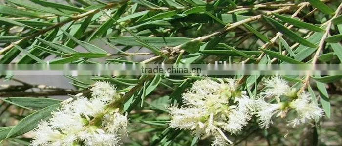 Pure Cajuput Oil On Sale From India