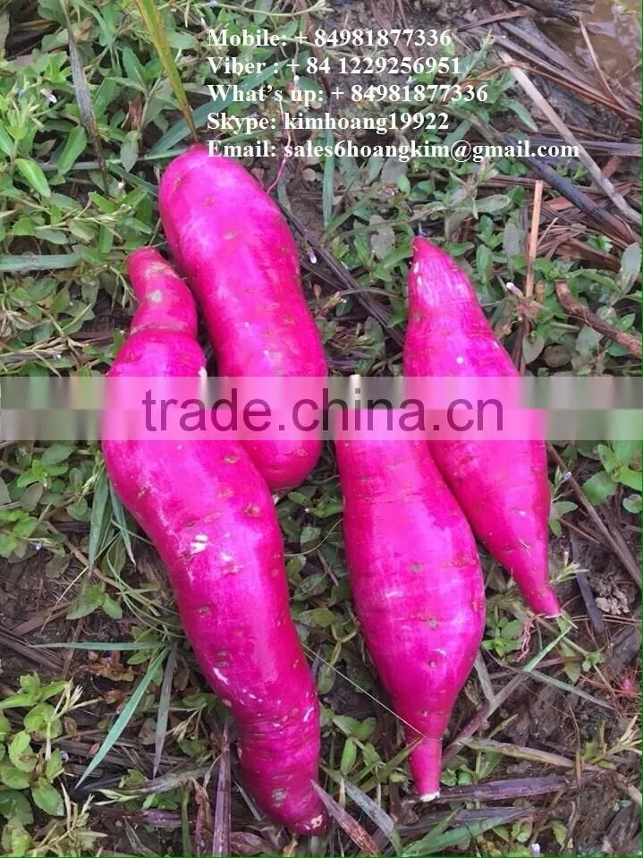 Viet Nam Sweet Potato