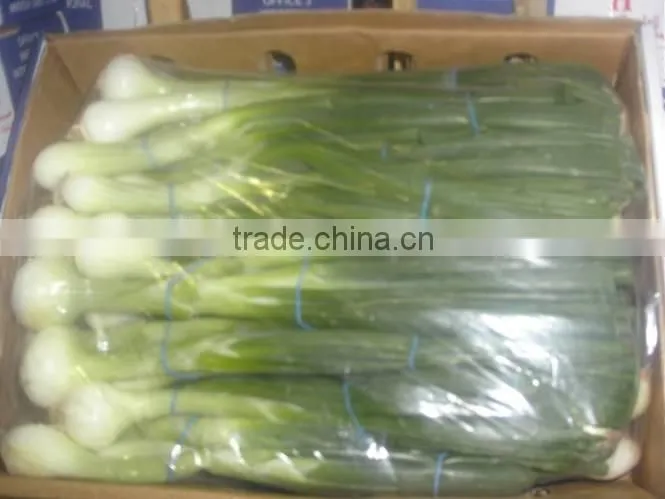 SPRING ONION