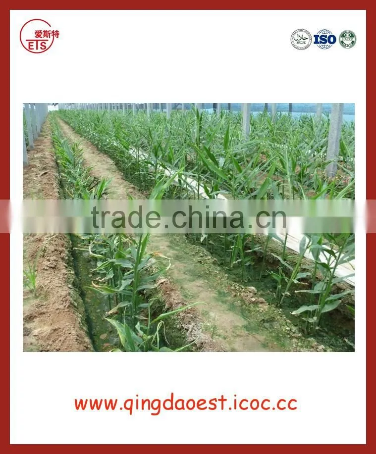 Chinese Fresh Ginger