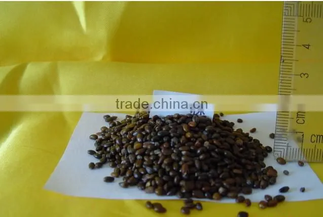 Hippophae Rhamnoides Seeds/Sea-buckthorn Seeds For Growing