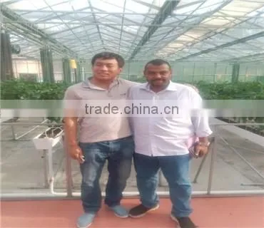China Venlo polycarbonate sheet greenhouse with vegetable seeds