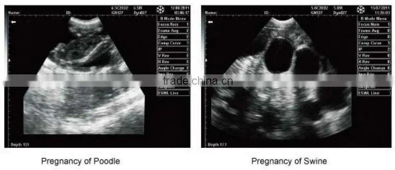 FN260V Full digital B model vet ultrasound device