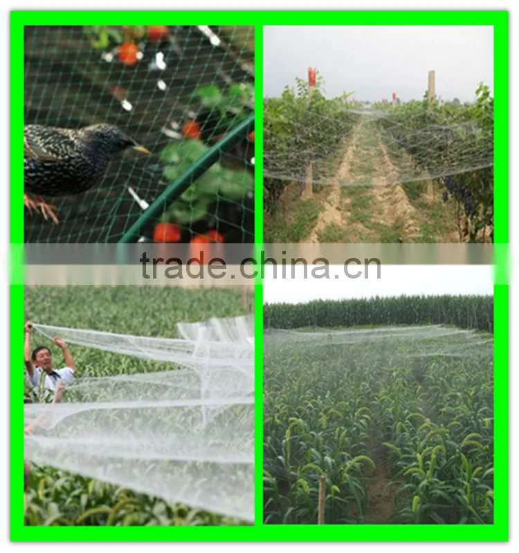 high strength HDPE extruded fruits protective bird netting