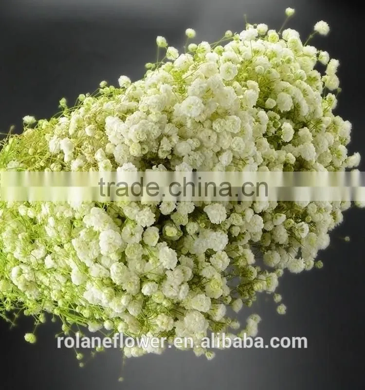 Supply gypsophila million stars cutting new gypsophila with 1kg/bundle from Yunnan, China
