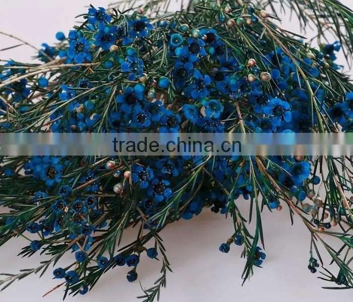 valentine's day wholesale fresh cut red wintersweet flower