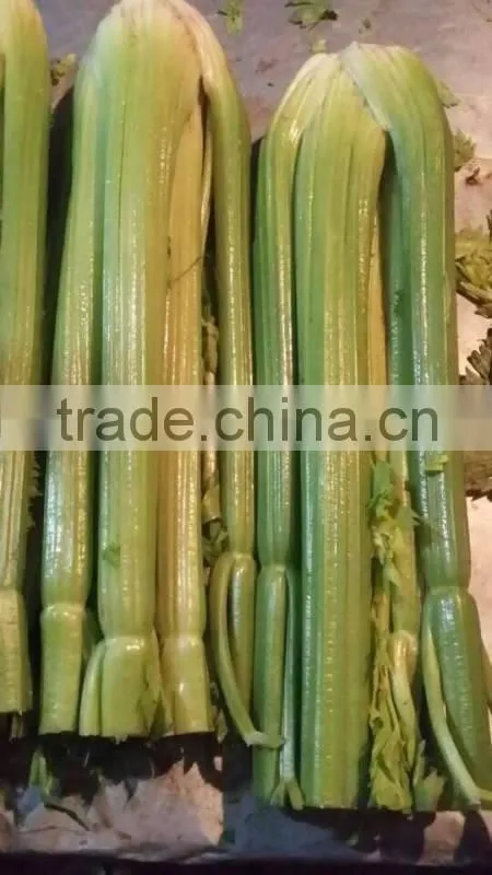 Fresh celery for sale good quality