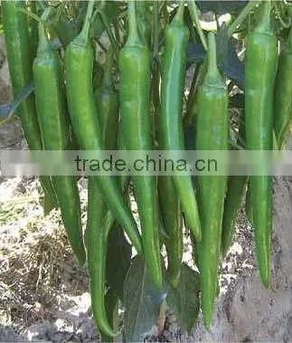 Hybrid Deep Green Hot chili pepper seeds for growing-PS006