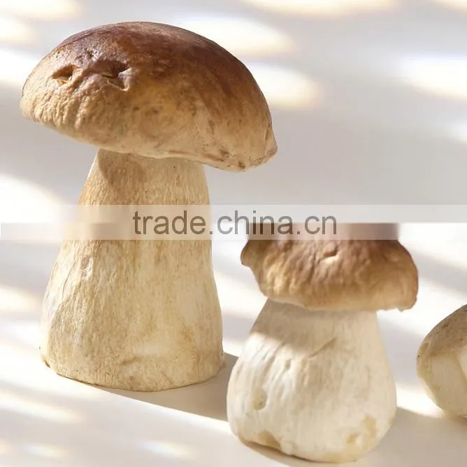 Hot Selling Chinese Dried Boletus