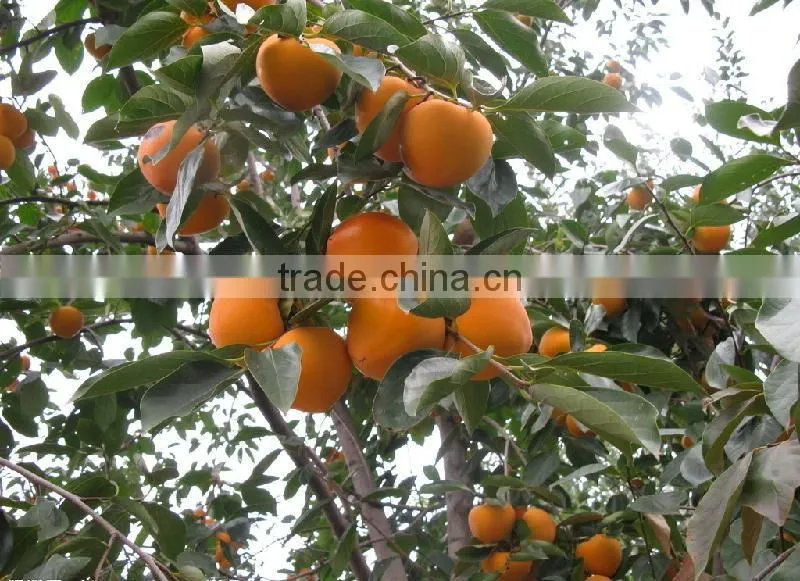 Manufactory Supplier of Persimmon Calyx Kaki Extract