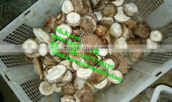 Mushroom leg and cap separator machine / Mushroom stem removal machine