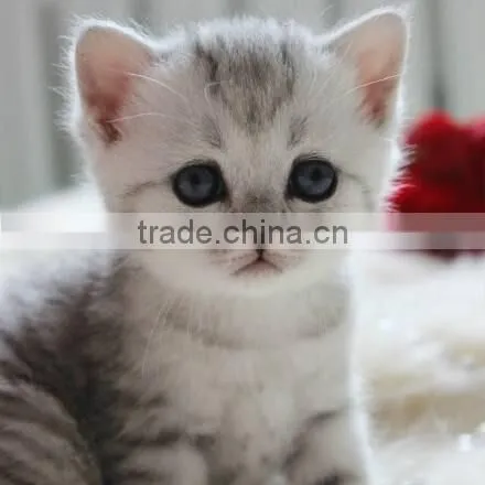 hot sale high quality Dlian manufacturer online clay cat sand