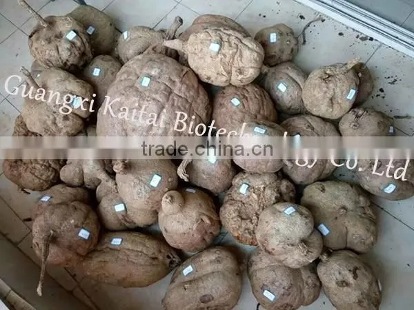 1000 - Thai Pueraria Mirifica breast enhancement pills