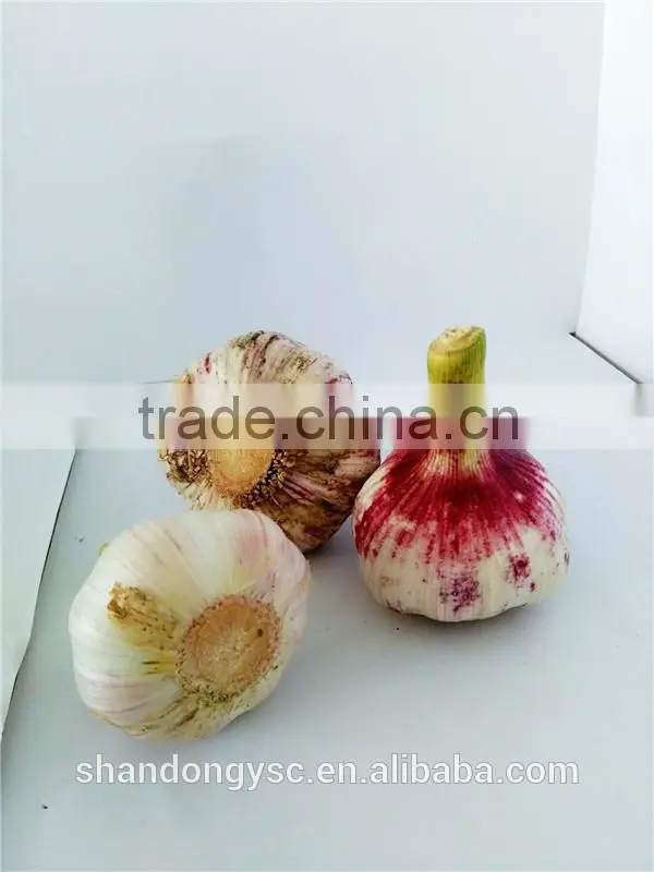 Export fresh garlic from Jinxiang, best quality Chinese garlic