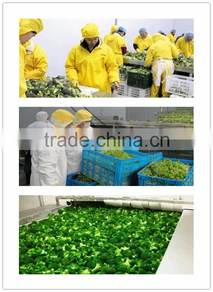Cleaning fresh green broccoli, frozen broccoli in bulk