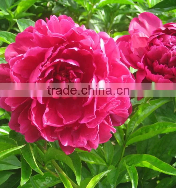 Color hot sell three heads white peony