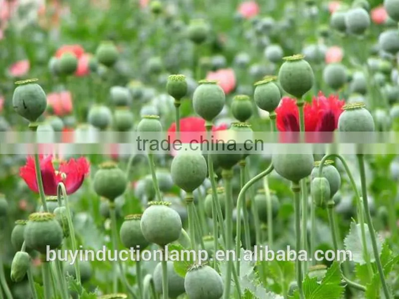 UL approved red phospor induction grow lamps