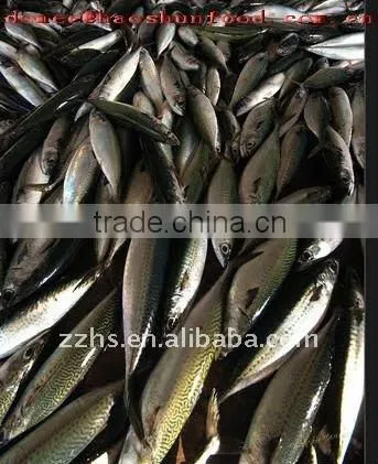 Mackerel canned fish