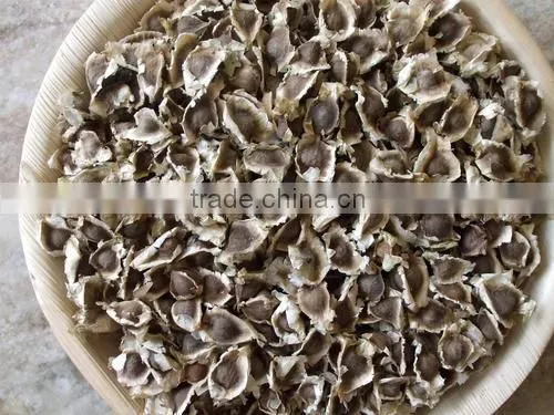 buy pkm1 moringa seeds from india