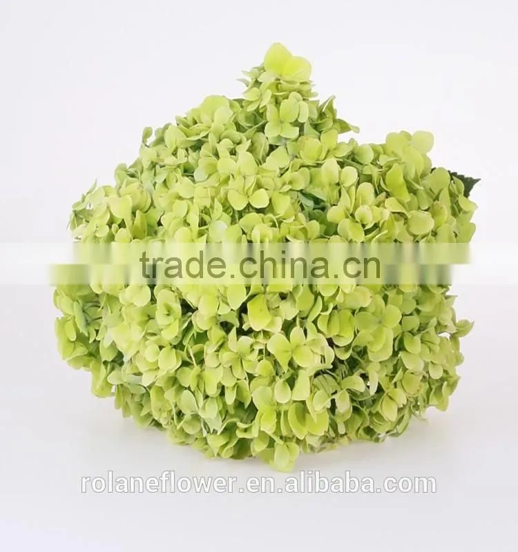 Low Price And High Quality Natural White Hydrangea Hydrangeas For Wedding From Kunming, Yunnan