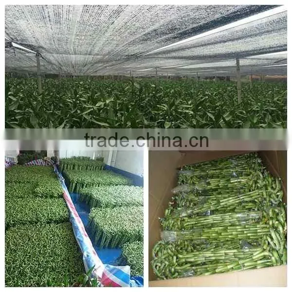 spiral lucky bamboo stem bonsai 15cm-100cm dracaena sanderiana indoor aquatic feng shui plants nursery garden decoration