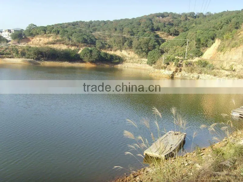 Low price China Export Frozen Whole Round Black Tilapia