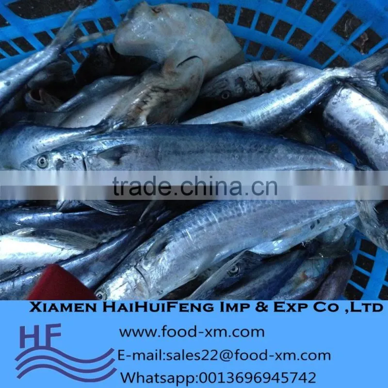 Spanish Mackerel W/R Frozen Seafood