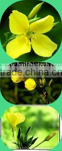 Organic Evening Primrose Oil (EPO)