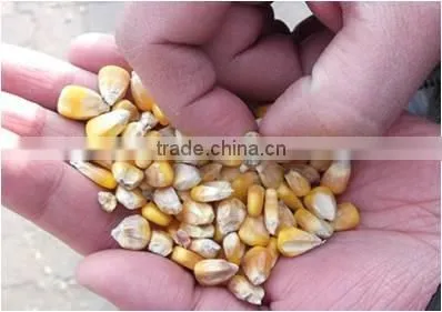 CMJZ-100x10 Intelligent Kneading Type Grain Sterilization and Mildew Removing Machine