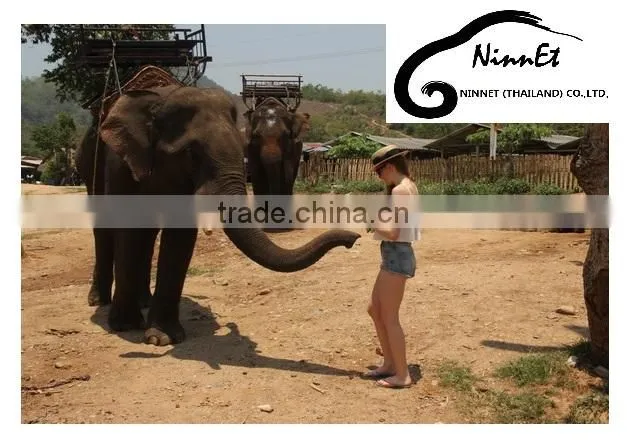 Wood Carved Elephant from Thailand