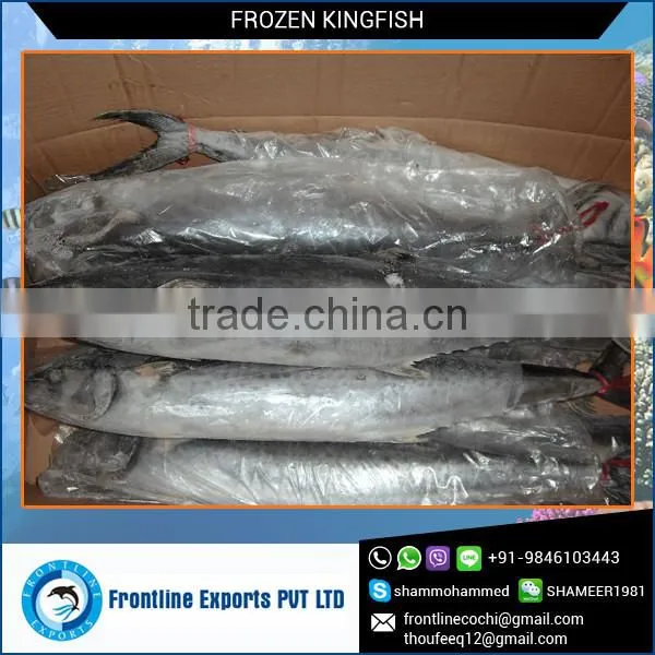 Supplier and Exporter of Whole Round Frozen Kingfish
