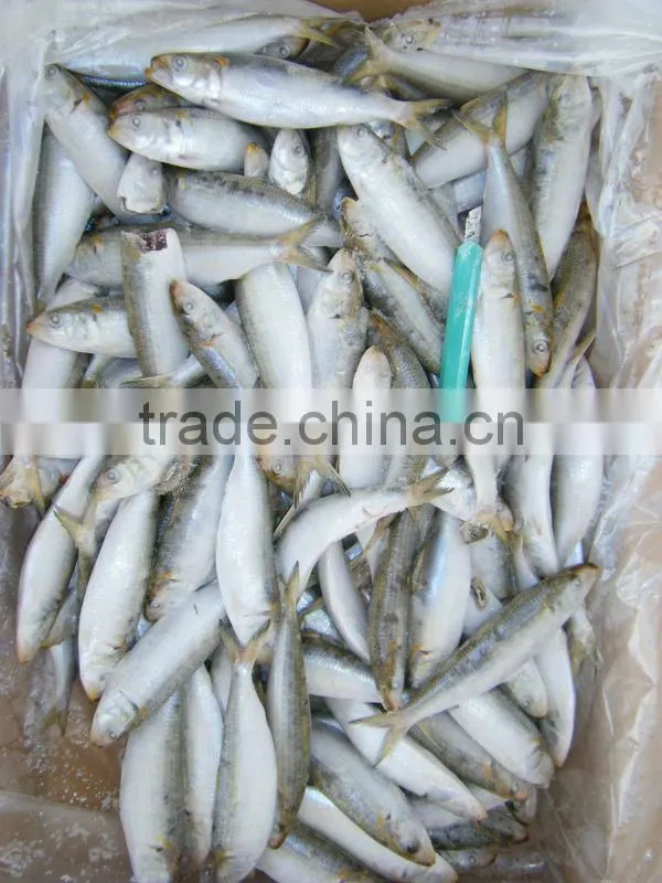 price fresh prawns of sardine