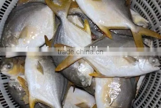 Frozen Golden Pomfret Fish