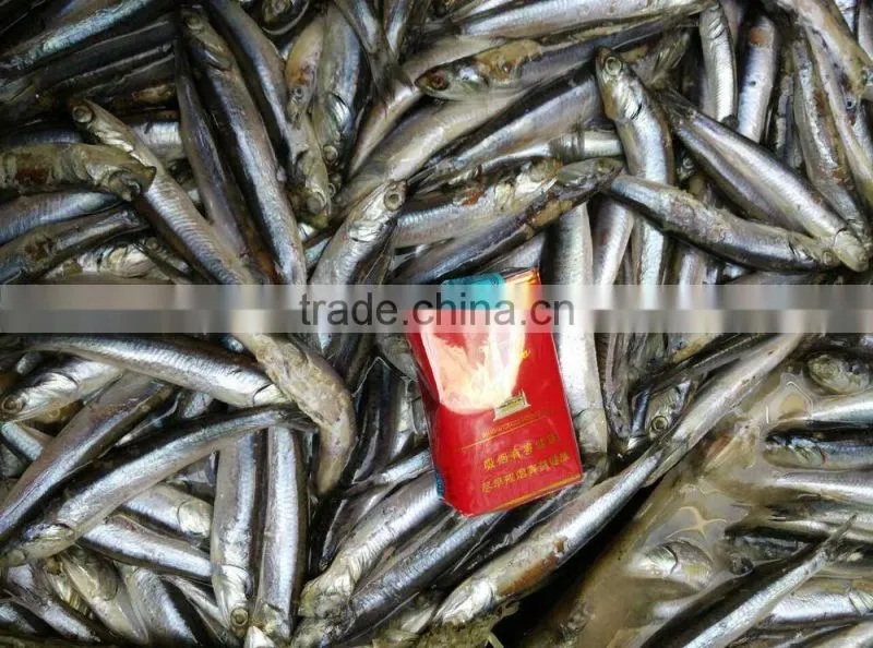 hot sales Land frozen anchovy for bait