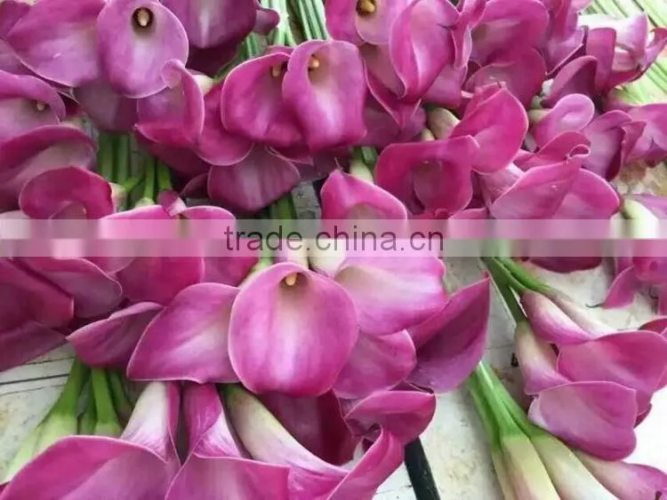 High grade new coming decoration calla lily flower