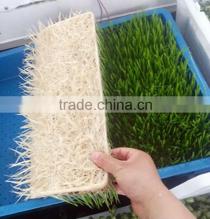 Automatic 50kg/day Barley sprouting machine