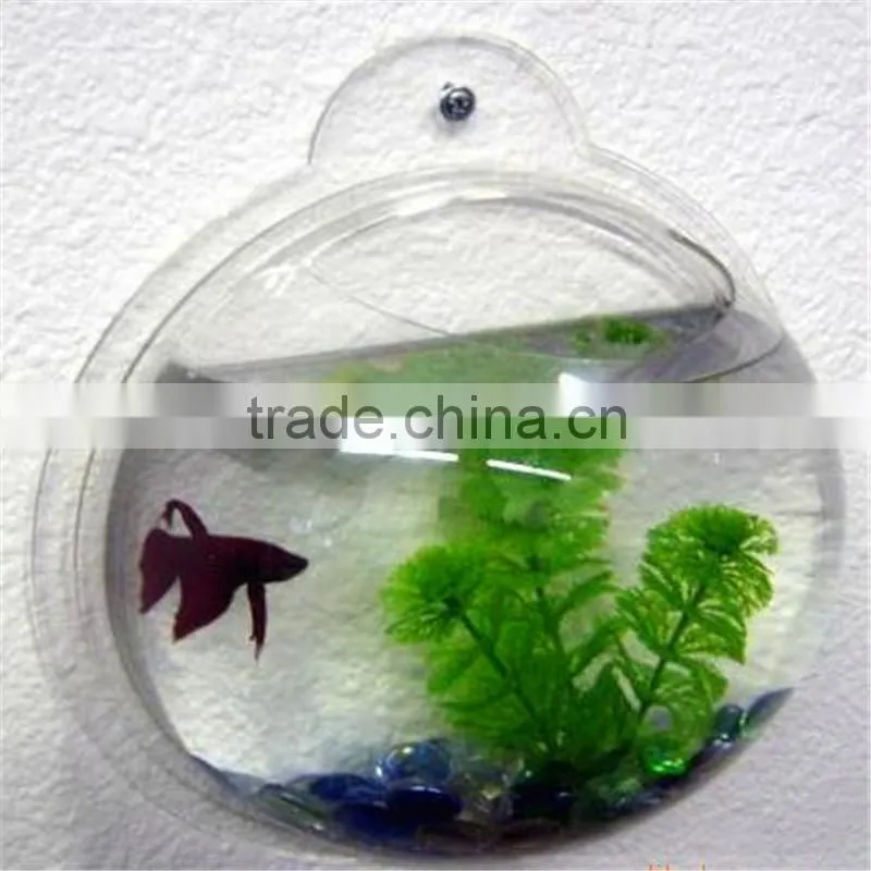 Fish small fish tanks aquarium