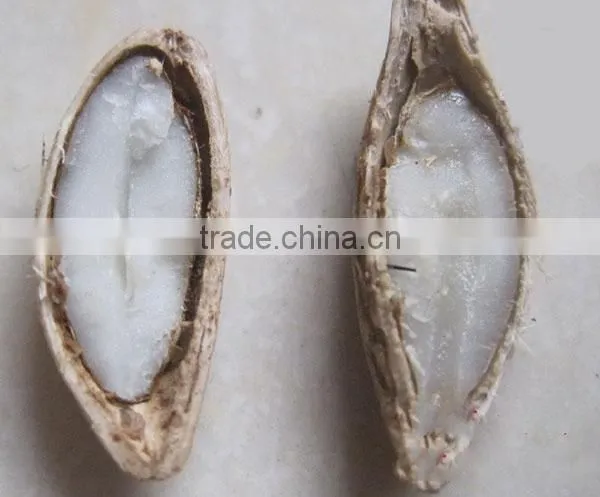 Sweet osmanthus Sweet olive Tea olive Fragrant olive seeds for growing beautiful flower trees