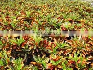 multi color leaves foliage Codiaeum variegatum of outdoor landscaping decorative ornamental plants