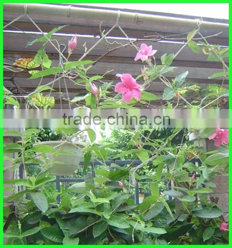 wholesale extruded plastic cucumber climbing net made in China