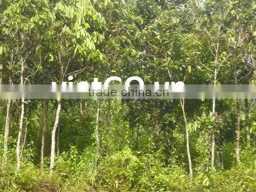 Broken Cassia With Best Price, hight quality