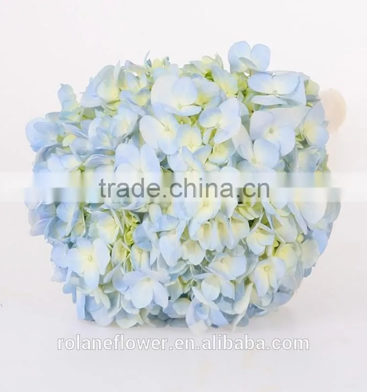 Low Price And High Quality Natural White Hydrangea Hydrangeas For Wedding From Kunming, Yunnan