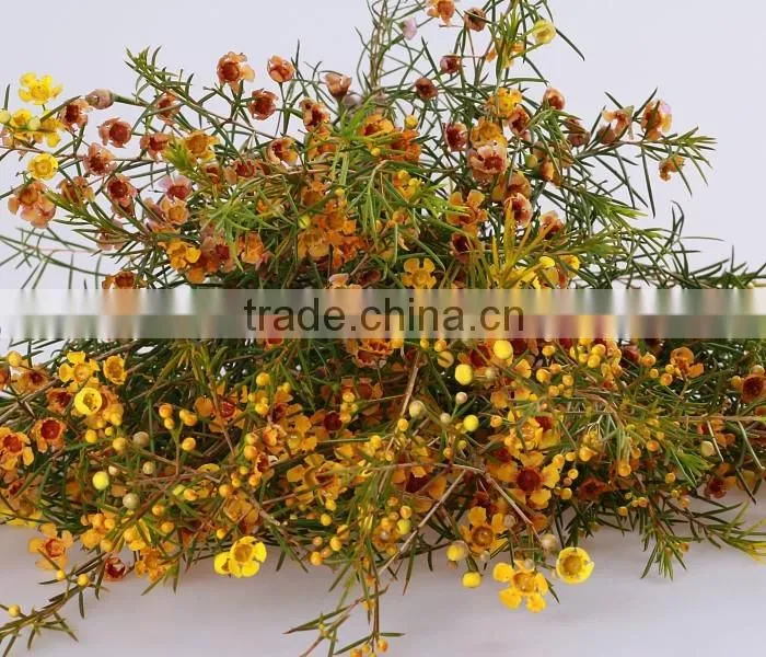 valentine's day wholesale fresh cut red wintersweet flower