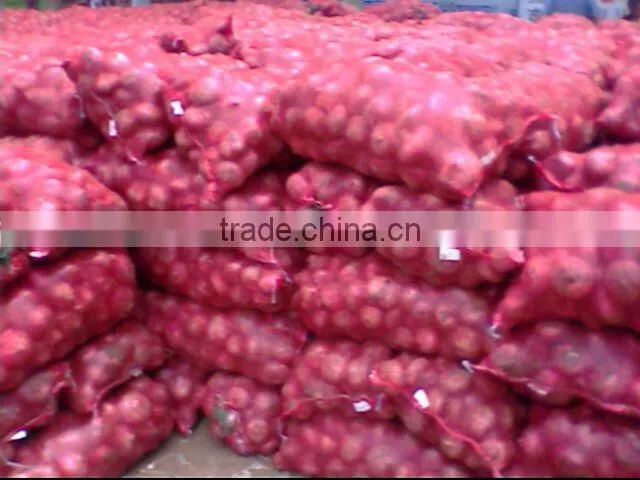 new crop 5--8cm fresh red onion