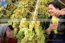 Green raisin-Kington Fruit