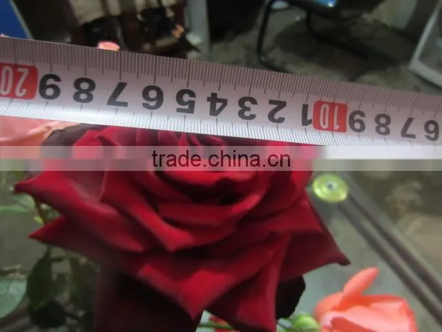 High grade fresh cut flower wholesale black magic 002 rose