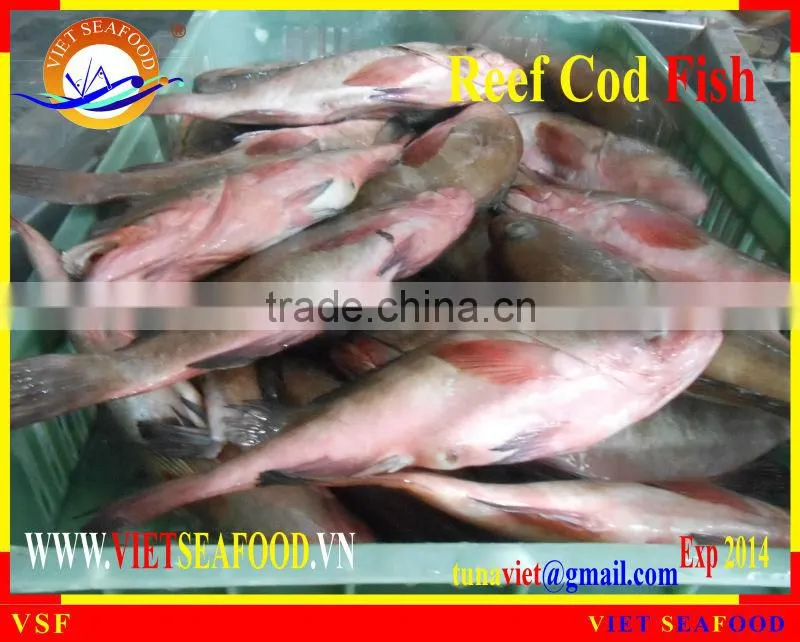 FROZEN REEF COD FISH W/R