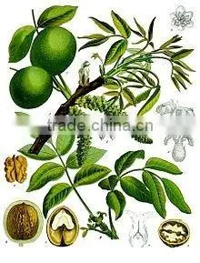 2014 green walnut shell