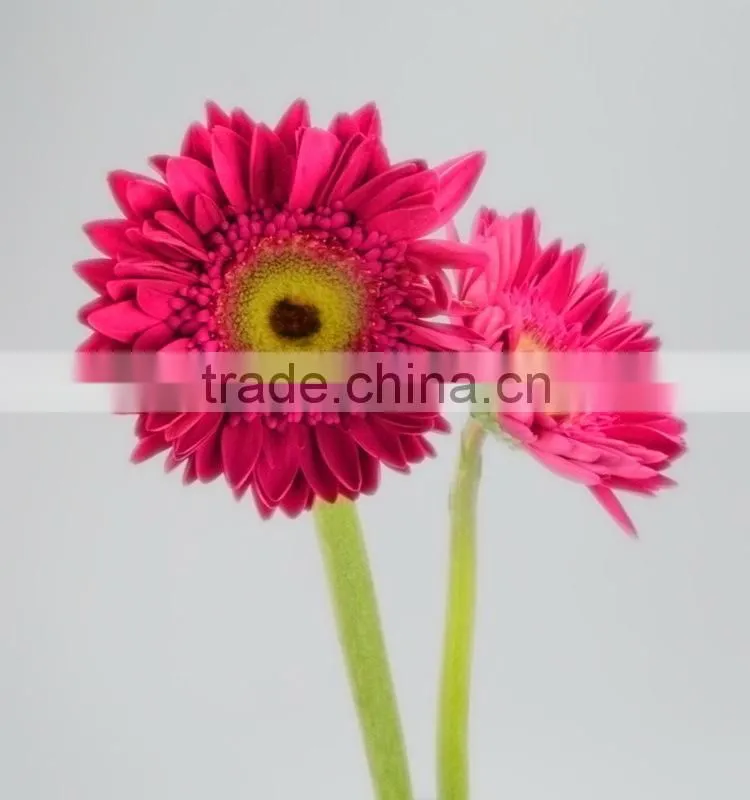 Factory Purple Petal gerbera fresh flower