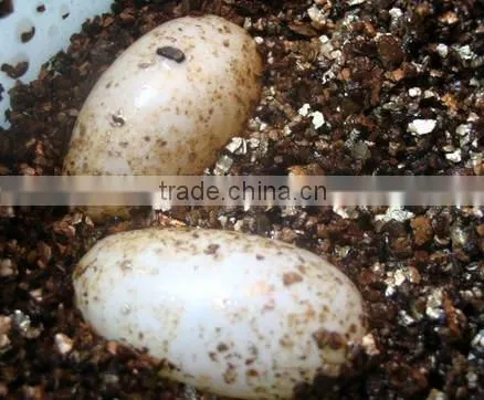 vermiculite powder for SAPC